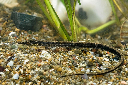 Seaweed pipefish